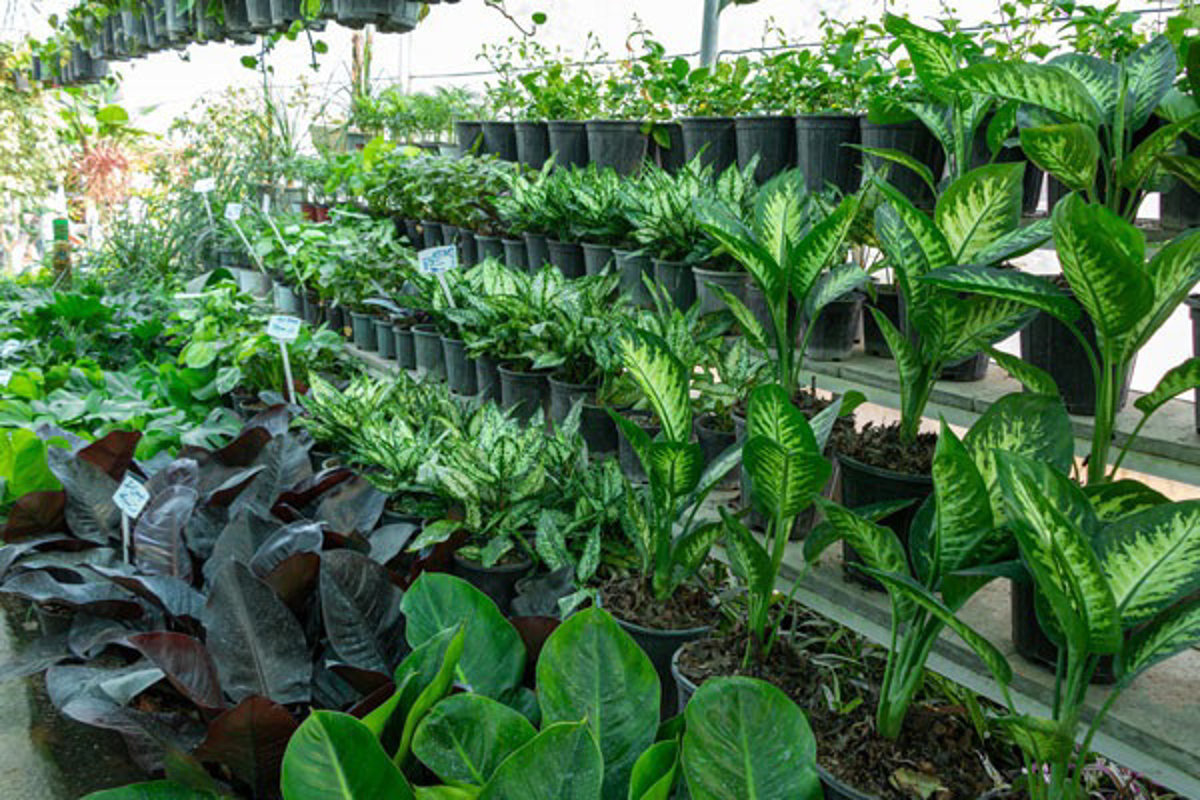 گیاهان آپارتمانی و کسب‌وکار با 50 میلیون تومان