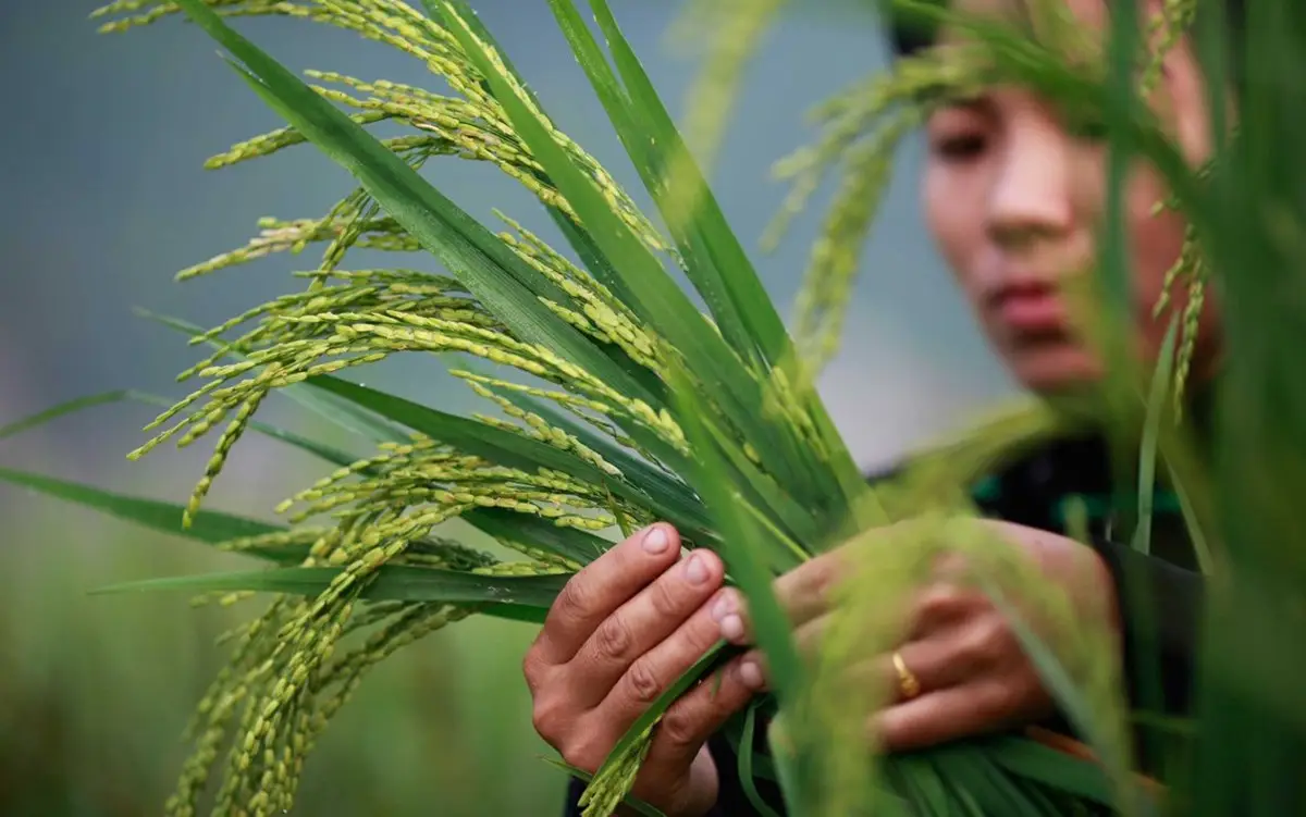 عکس جدا کردن نشاء برنج برای کاشت