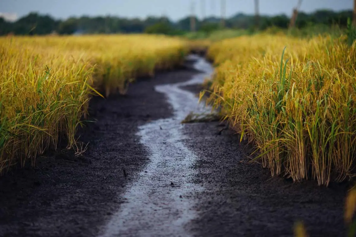 عکس مزرعه برنج هنگام تخلیه آب