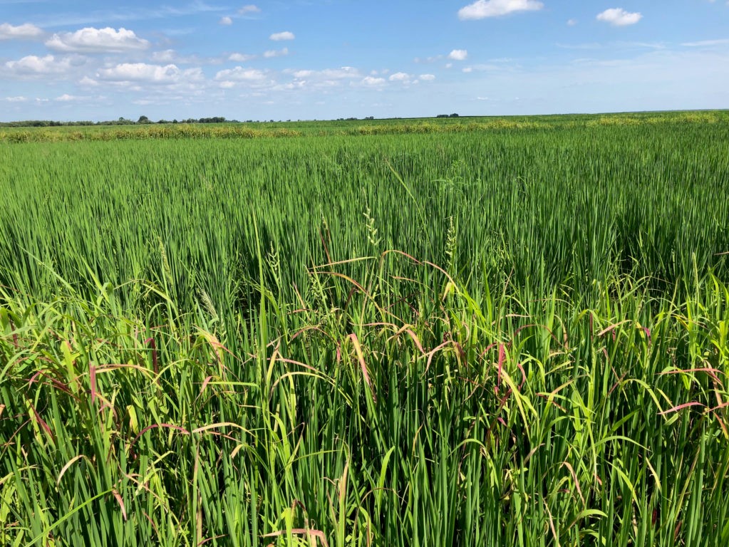 عکس مزرعه برنج کاشته شده
