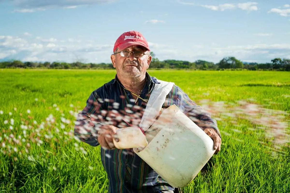 عکس کاشت برنج در استرالیا