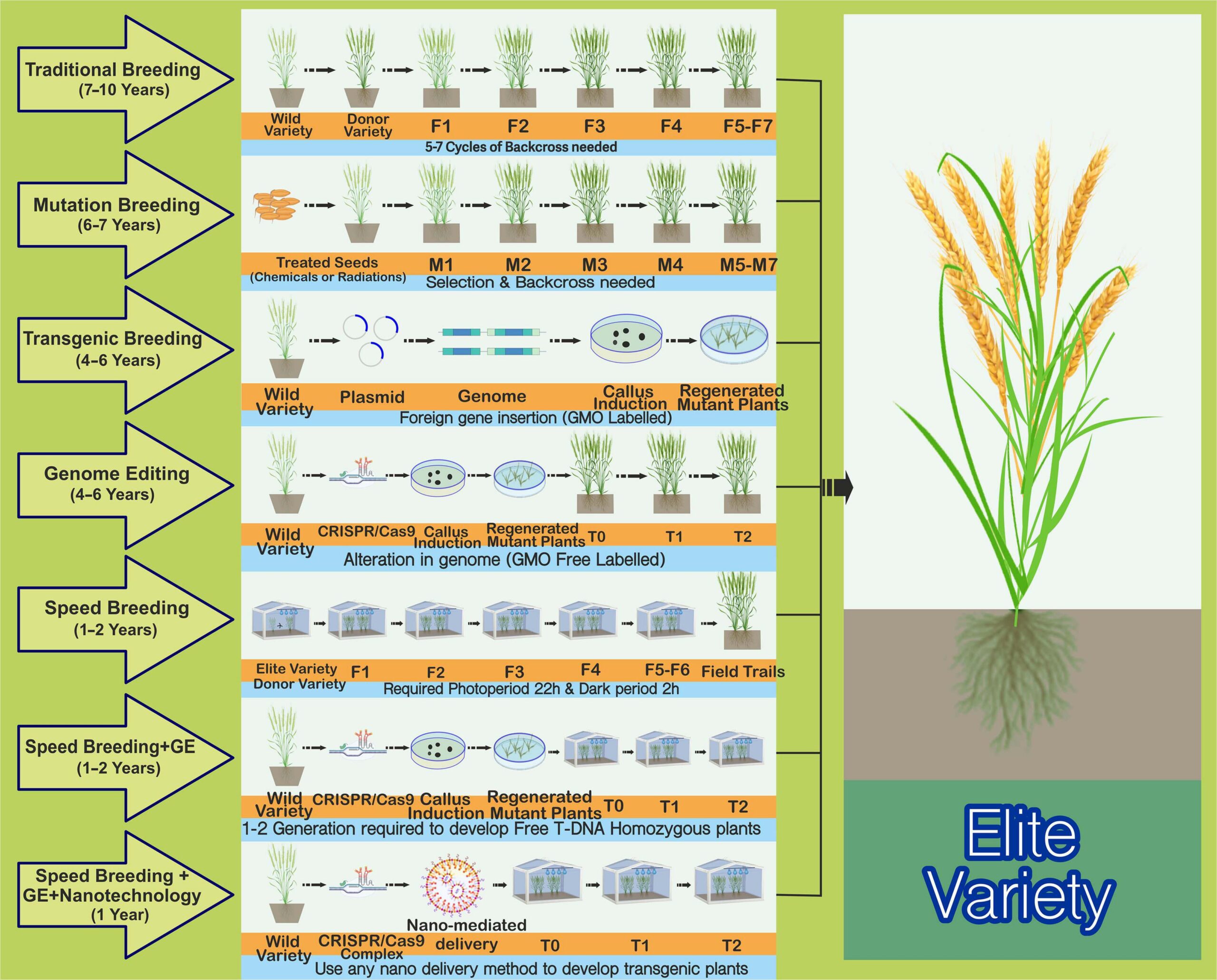 مراحل کاشت برنج با تصویر