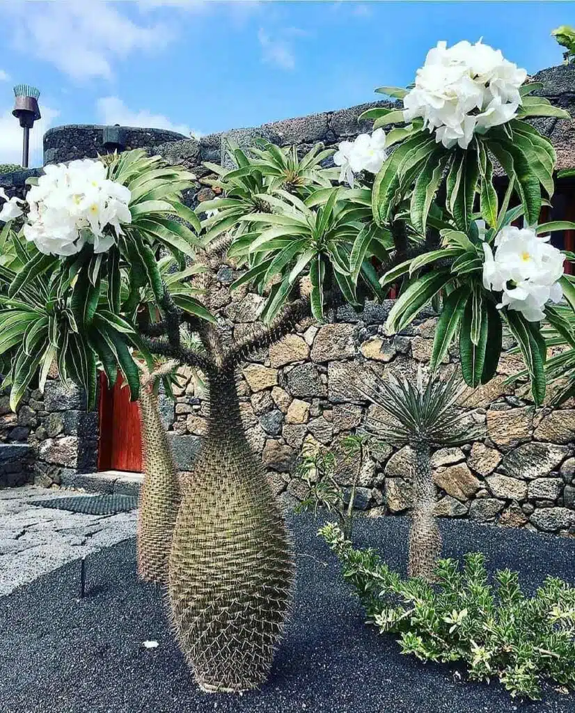 عکسی یک نخل ماداگاسکار در باغ