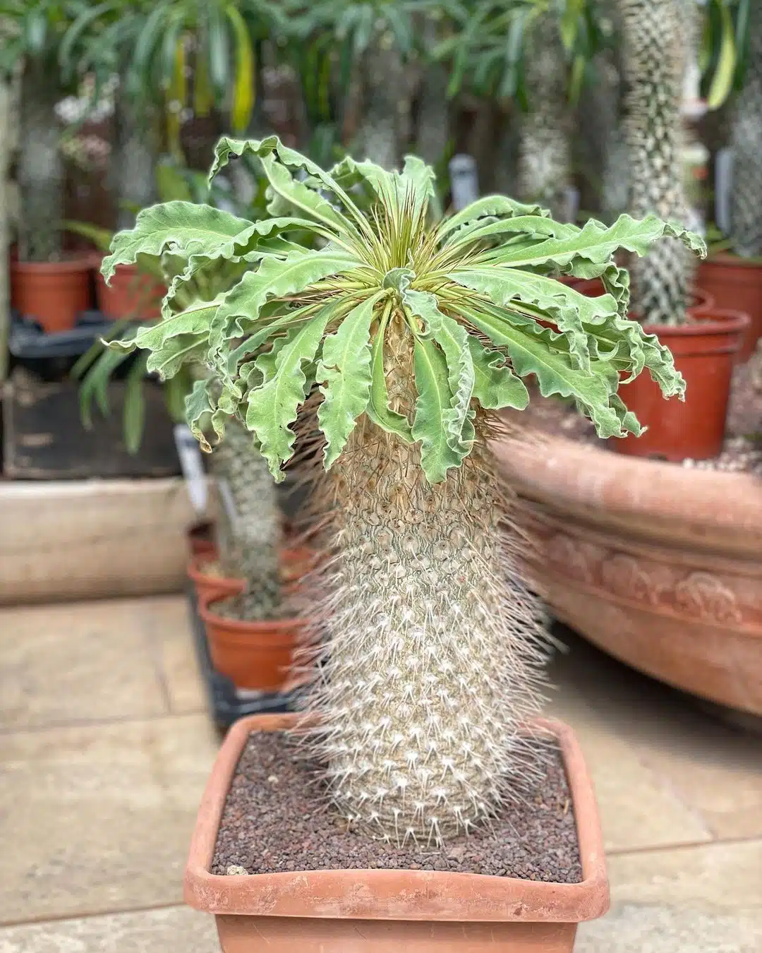 عکس انواع نخل ماداگاسکار Namaquanum