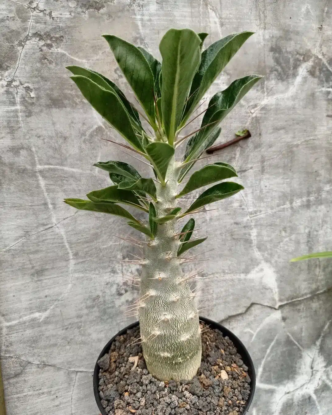 عکس انواع نخل ماداگاسکار Saundersii