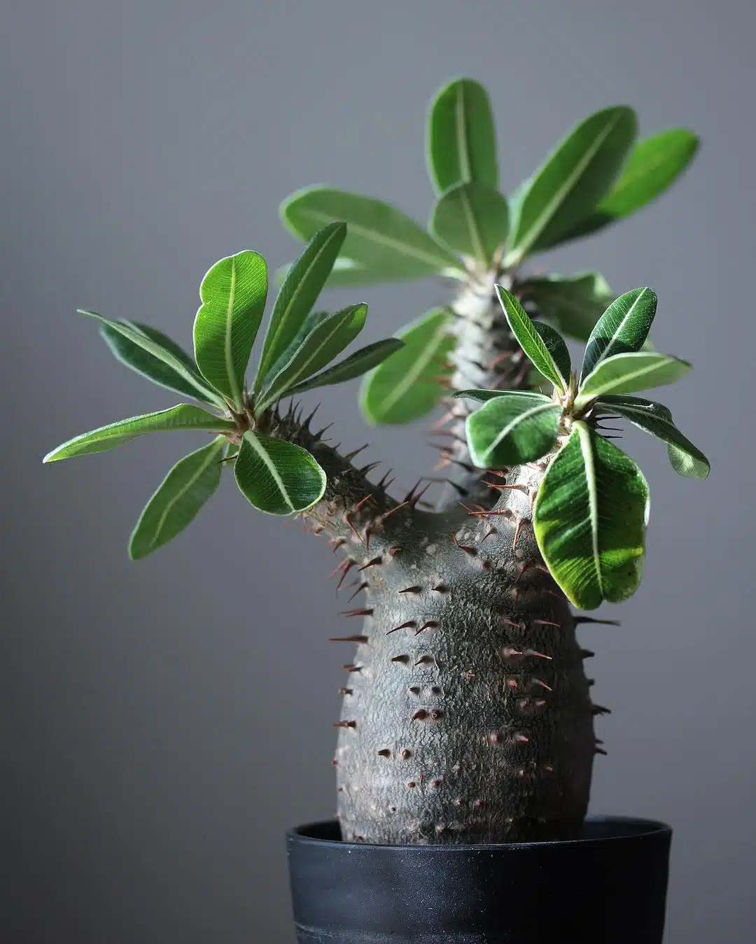 عکس انواع نخل ماداگاسکار cactipes