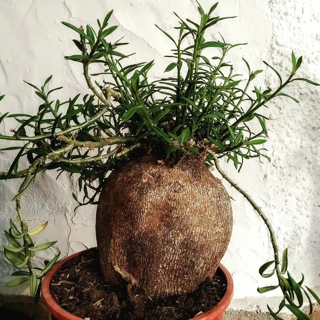 عکس انواع نخل ماداگاسکار Succulentum