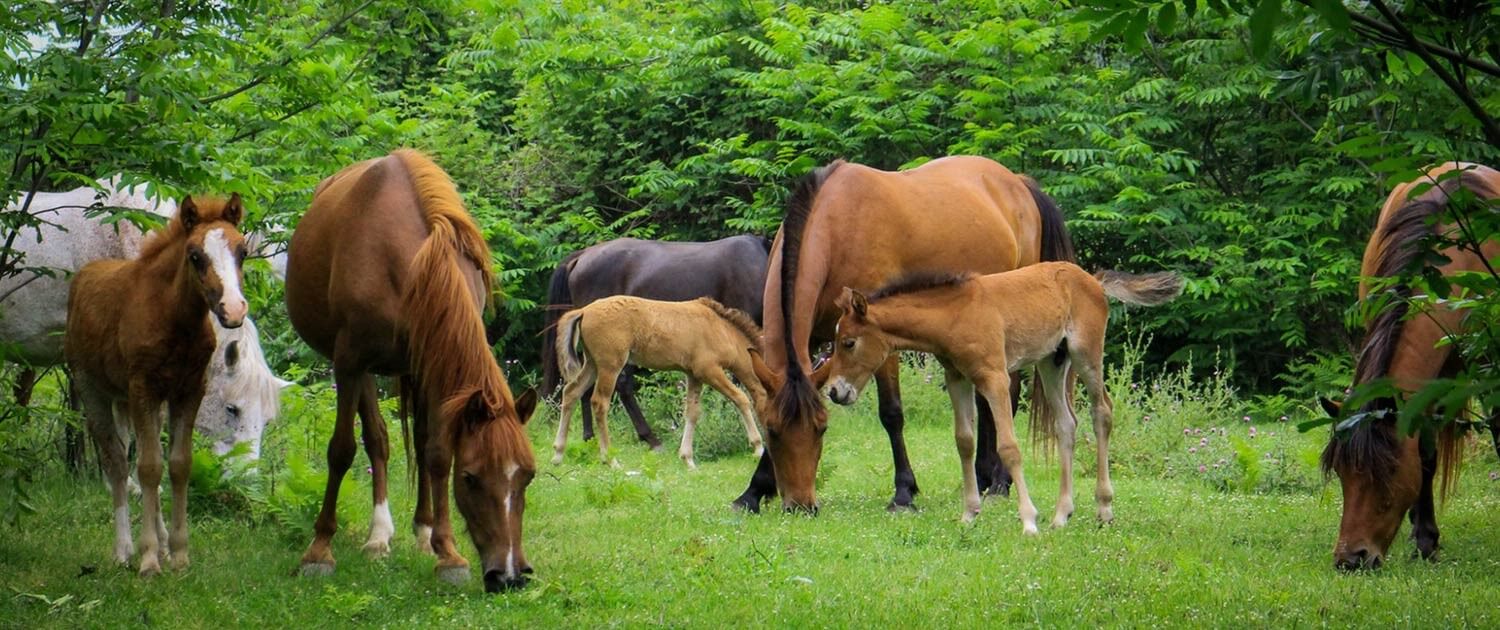 عکس اسب های وحشی در جنگل ناهارخوران