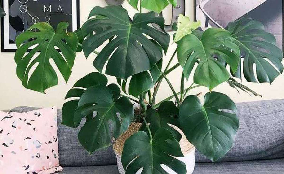 فیلودندرون برگ انجیری
