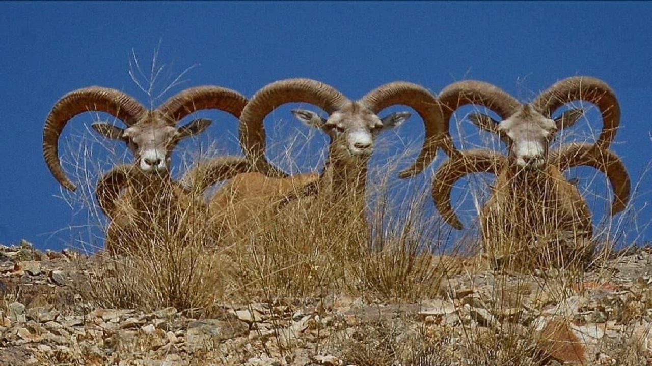 قوچ اوریال