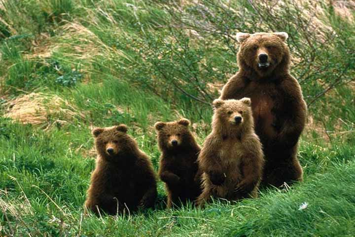 خرس قهوه ای پارک ملی گلستان
