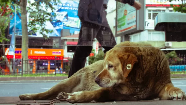 با حیوانات خیابانی چگونه رفتار کنیم