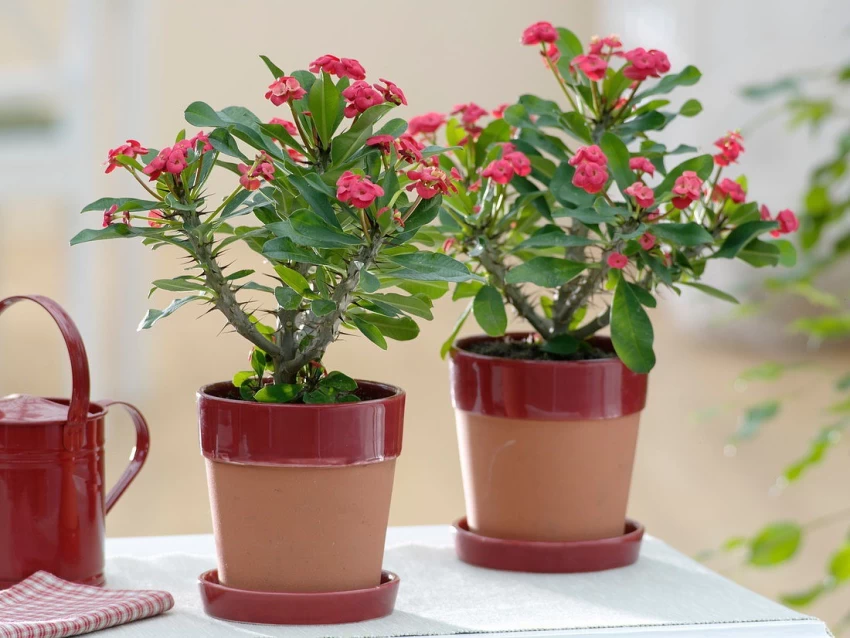 آبیاری گیاه مرجان خاردار