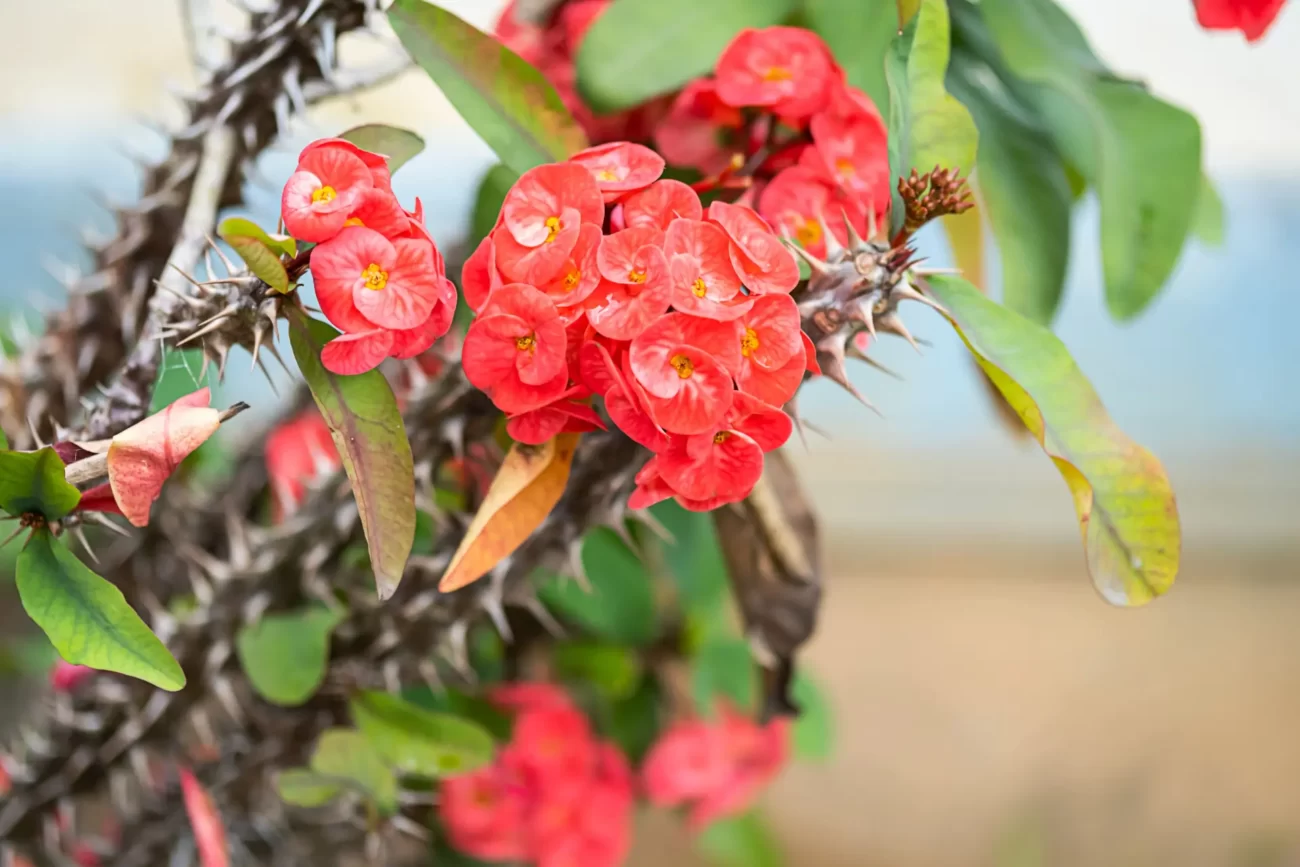 بیماری و آفات گیاه مرجان خاردار