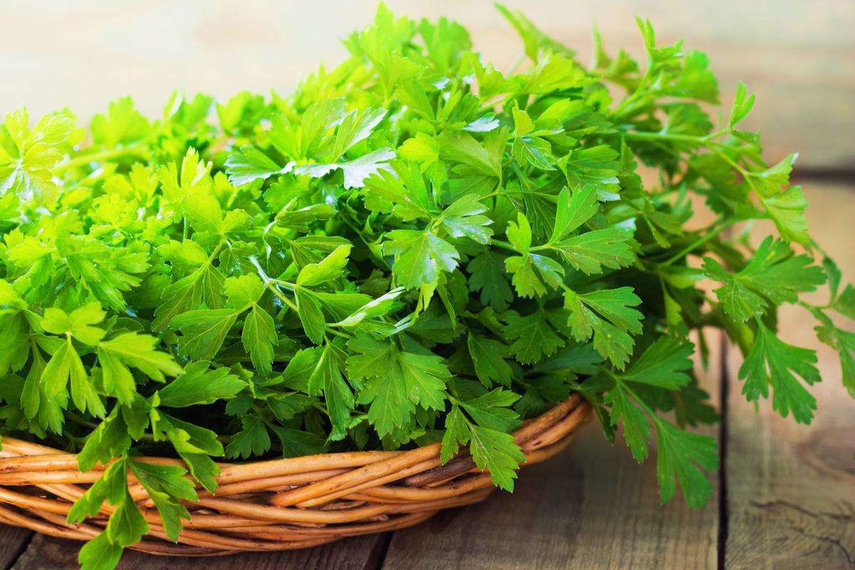 چگونه در گلدان جعفری بکاریم