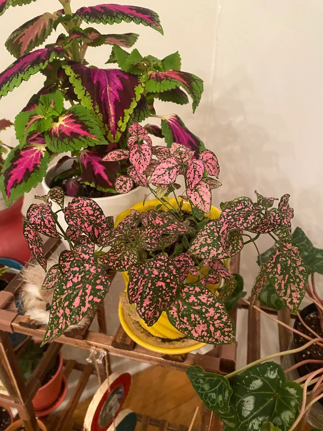 مراقبت از گیاه گل سنگ