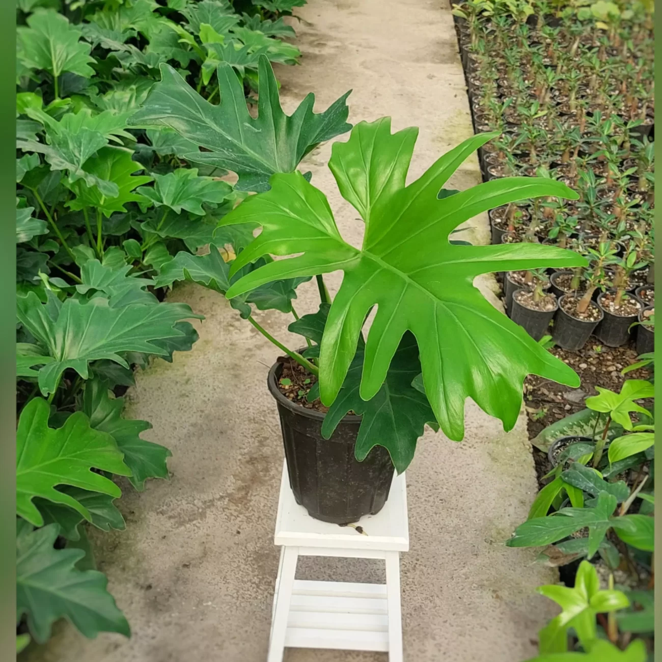 گیاه برگ انجیری