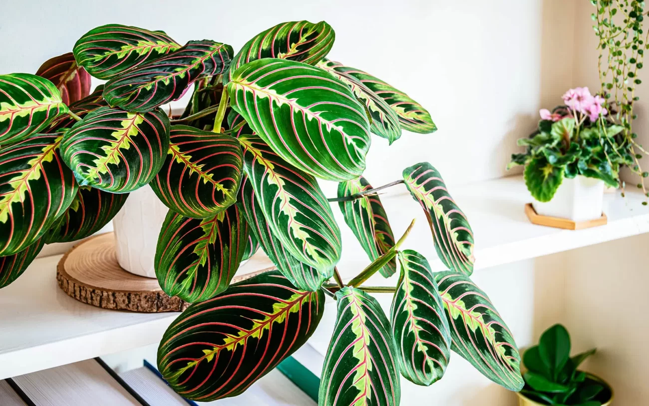 گیاه چهار رنگ Maranta leuconura plant