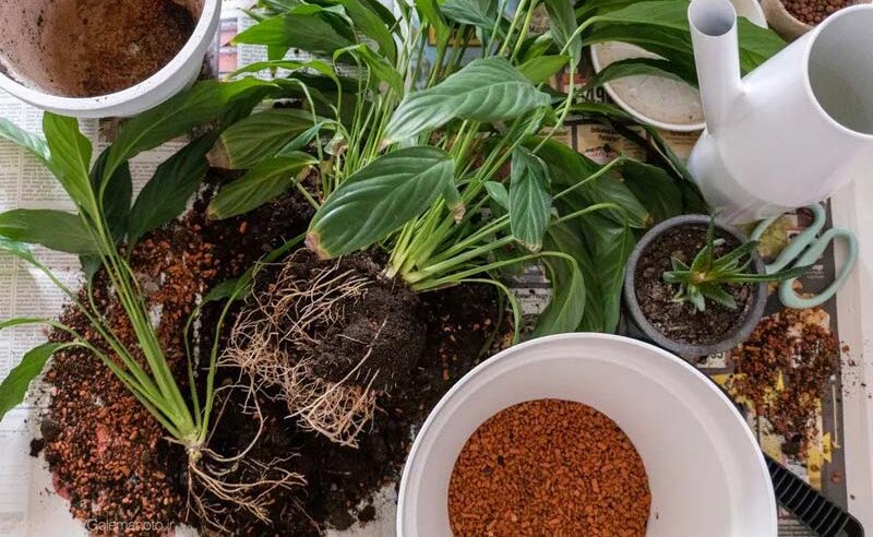 تعویض گلدان چمچه ای