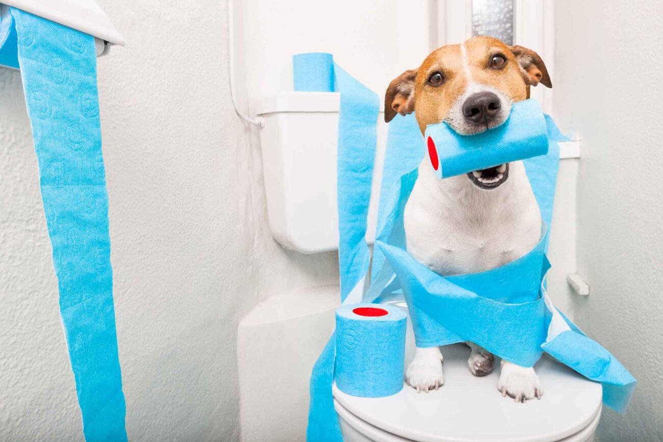 آموزش محل دستشویی به سگ در آپارتمان