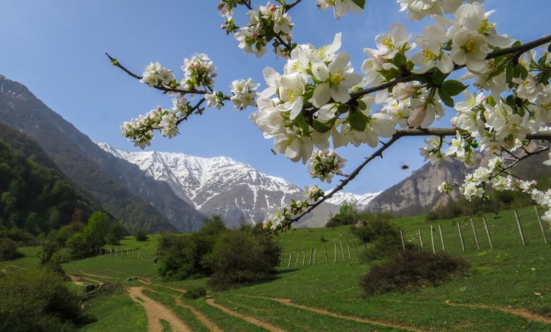 بهار دشت دریاسر