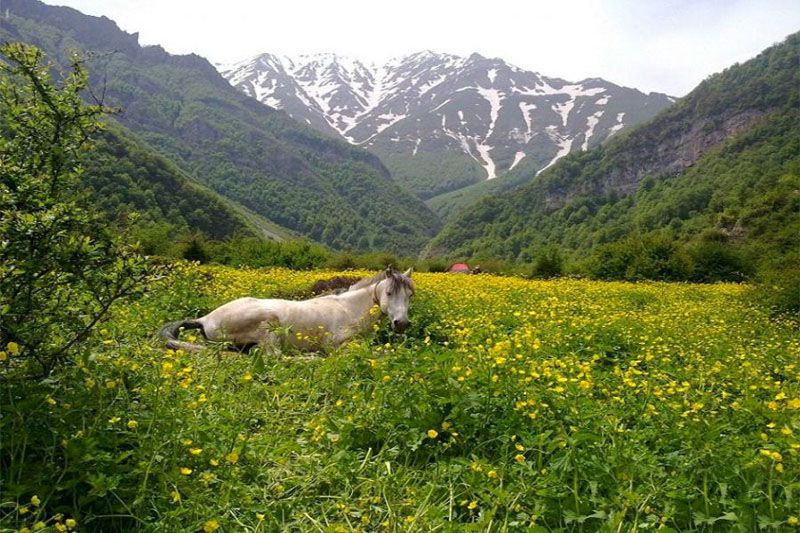 طبیعت دشت دریاسر