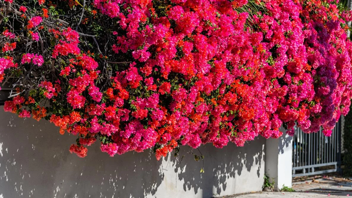 گل کاغذی برای جلو خانه