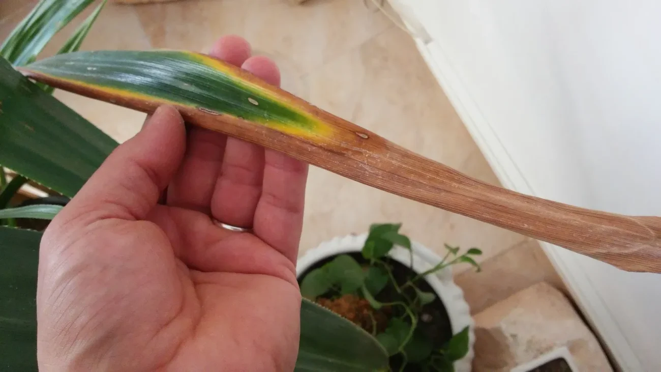 بیماری و آفات گل پاندانوس