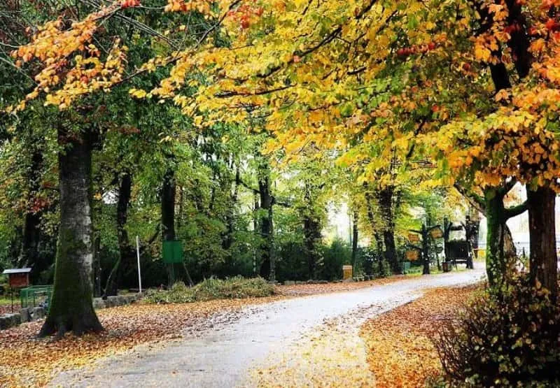 پاییز پارک جنگلی سی سنگان