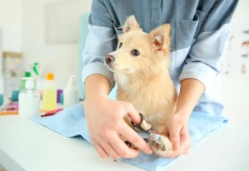چگونه ناخن سگ را کوتاه کنیم