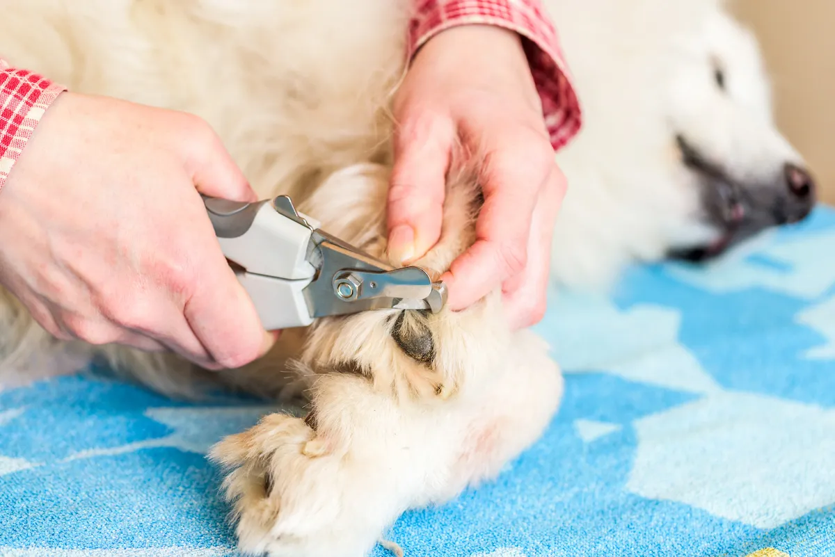 چطور ناخن سگ را کوتاه کنیم