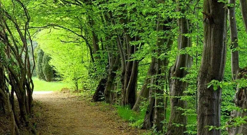 طبیعت جنگل سیسنگان
