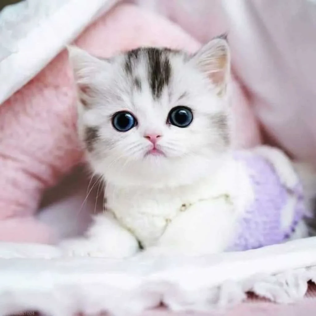 اسم جذاب برای گربه