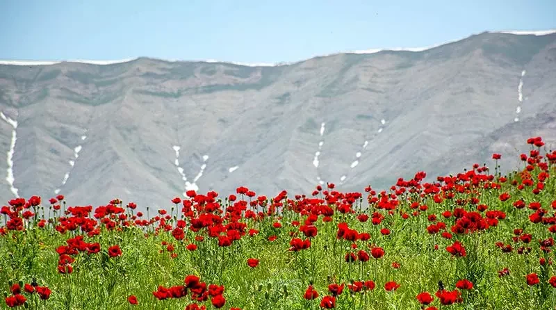 دشت شقایق وحشی لار