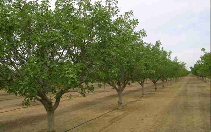 زمان مناسب برای کاشت درخت پسته