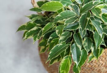 نحوه نگهداری و پرورش گیاه بنیامین (Ficus Benjamina)