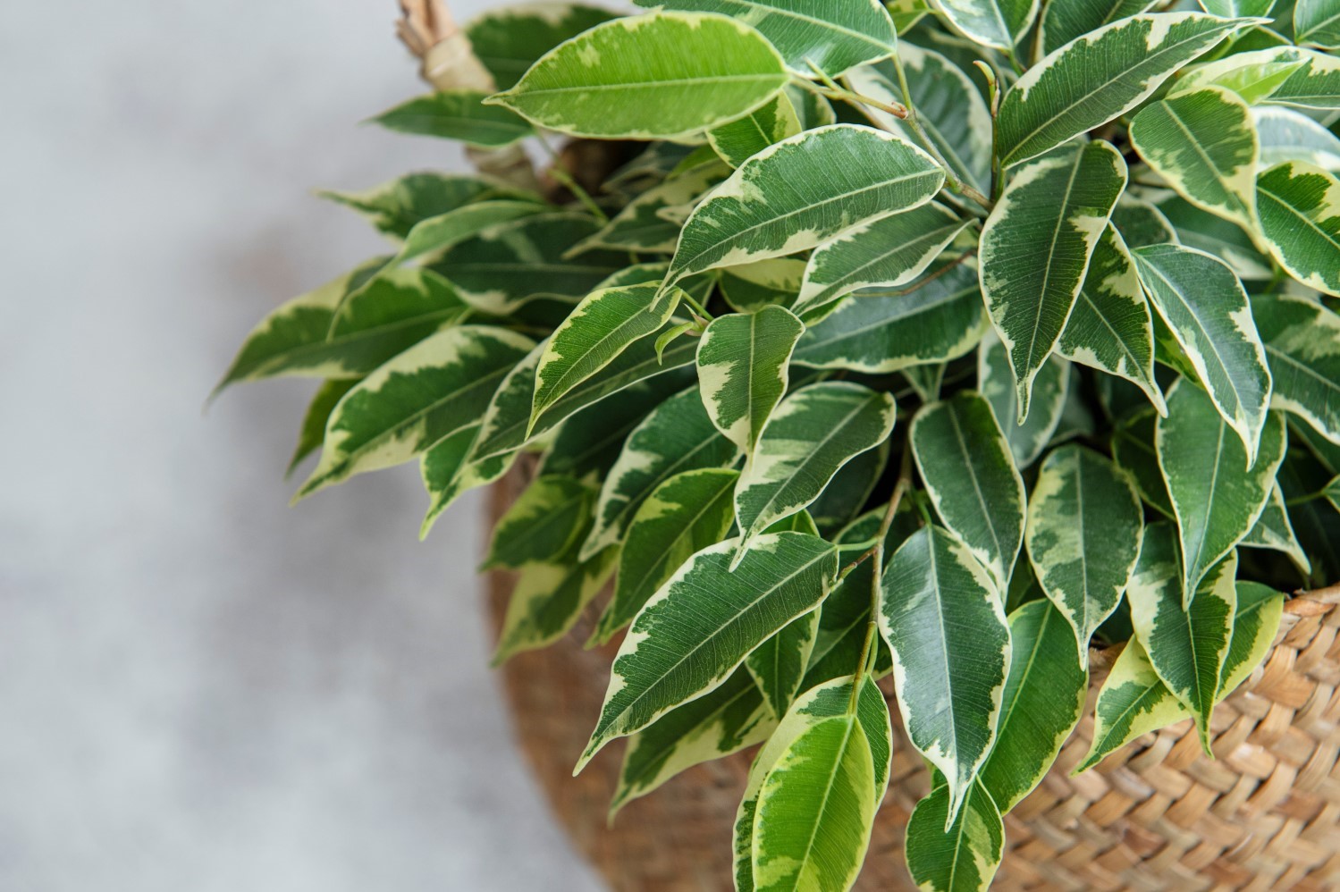 نحوه نگهداری و پرورش گیاه بنیامین (Ficus Benjamina)