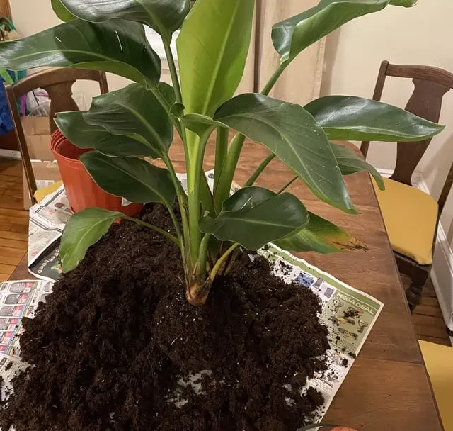 Bird of paradise plant soil