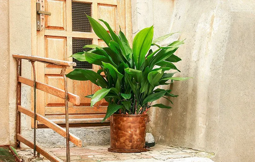 Cast Iron Plant ( برگ عبایی)