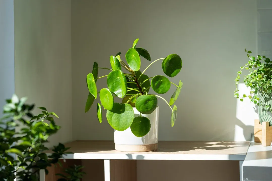 Chinese Money Plant ( گیاه پول چینی)