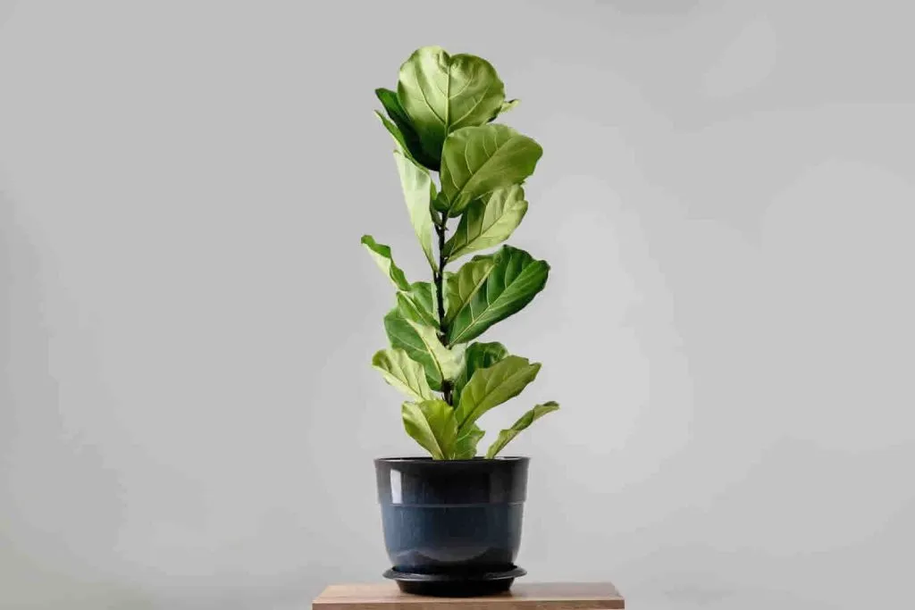 Fiddle Leaf Fig ( فیکوس لیراتا)