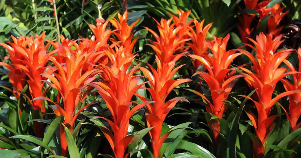 Guzmania Bromeliads ( گیاه گازمانیا) 