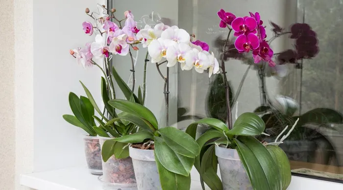 Moth Orchid ( گیاه ارکیده شاپرکی)