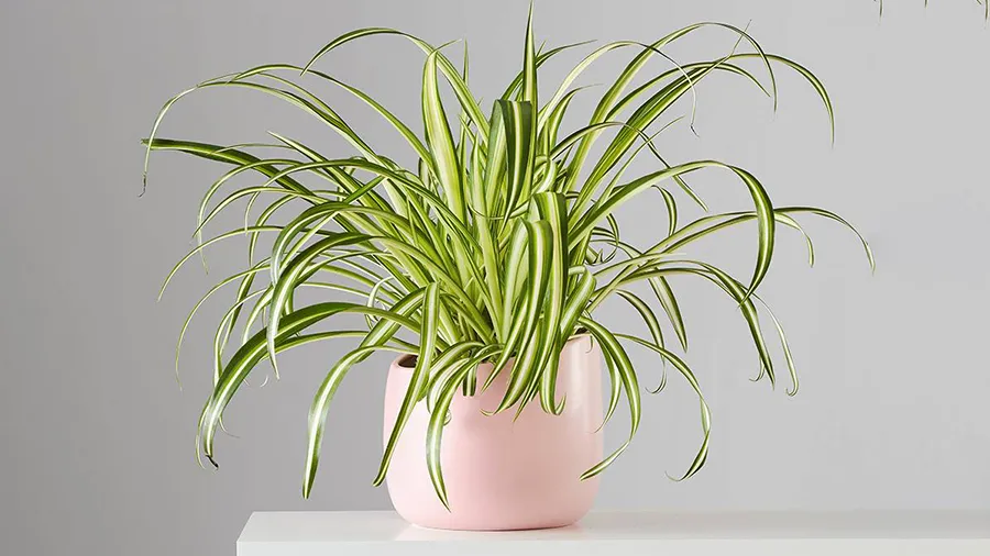 Spider Plant ( گیاه عنکبوت )