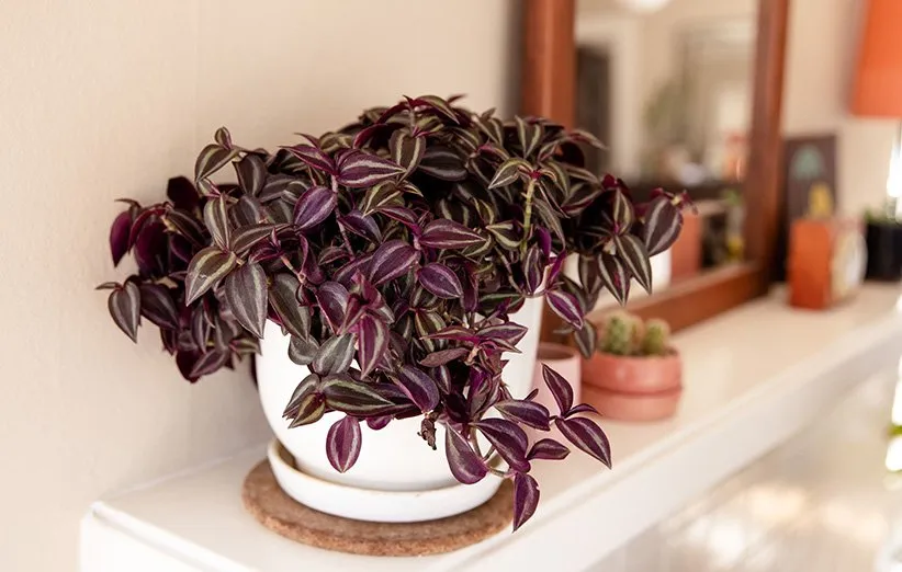 Wandering Jew Plant ( برگ بیدی)