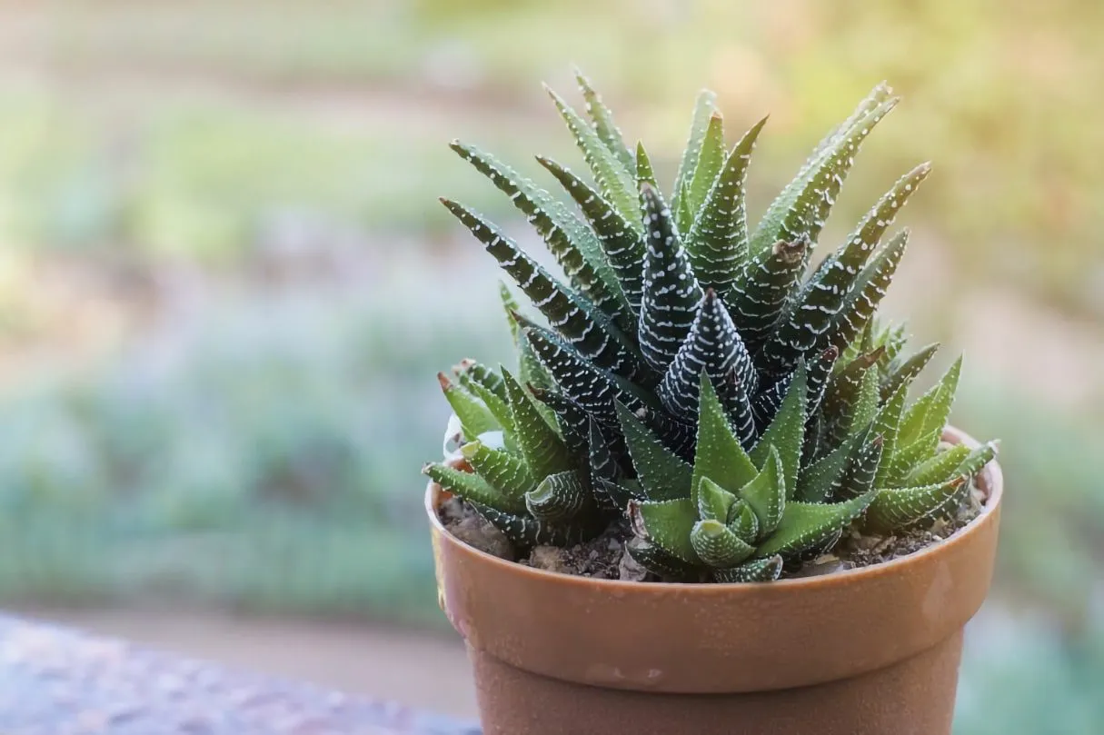 Zebra Plant ( گیاه زبرا)