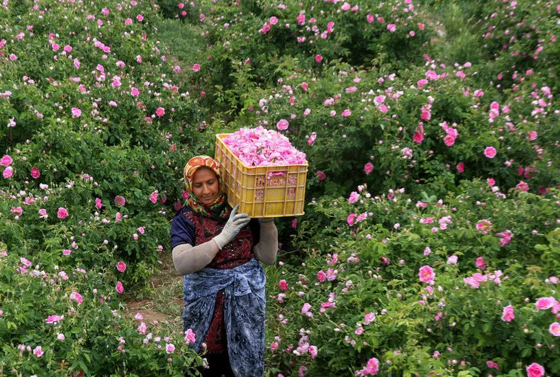 کاشت گل محمدی