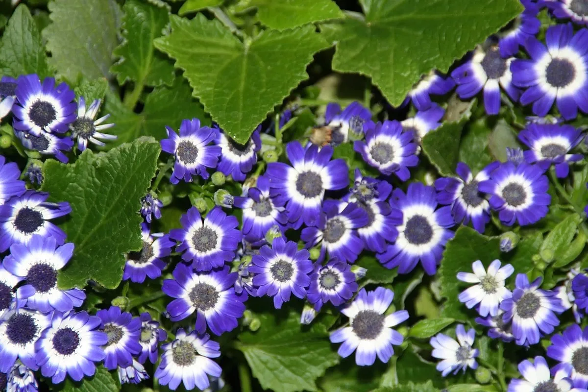 دمایی که گیاه سینره دوست دارد 