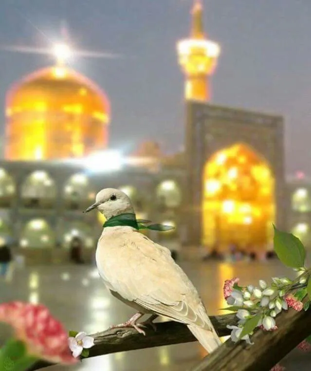  تصاویر ولادت امام رضا

