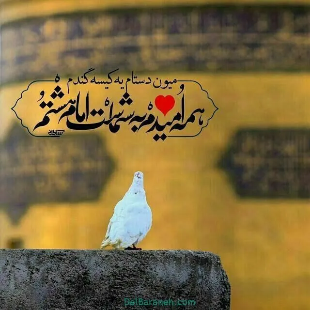 عکس برای ولادت امام رضا